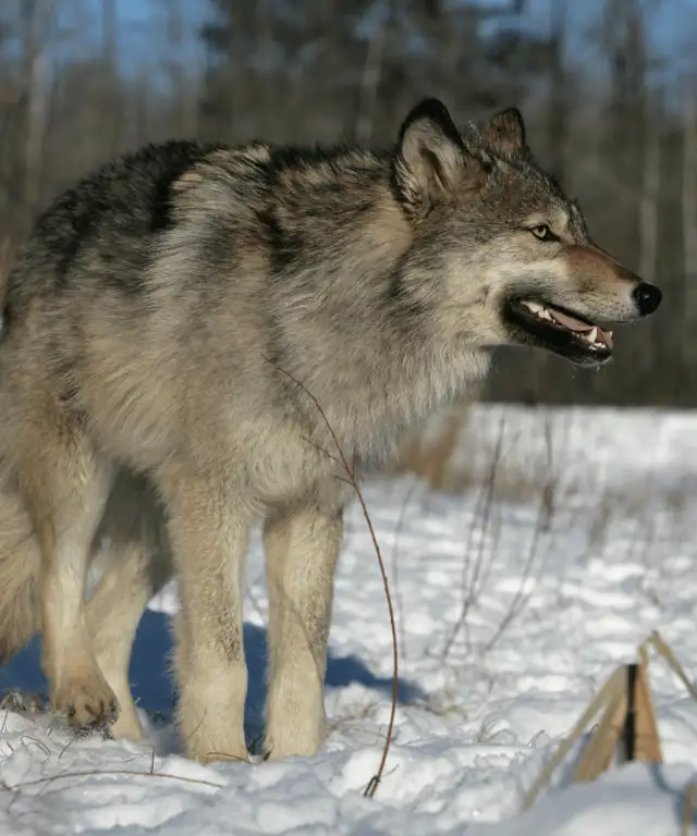 Unik chance i 2026: Fri afskydning af både ulv og coyote!
