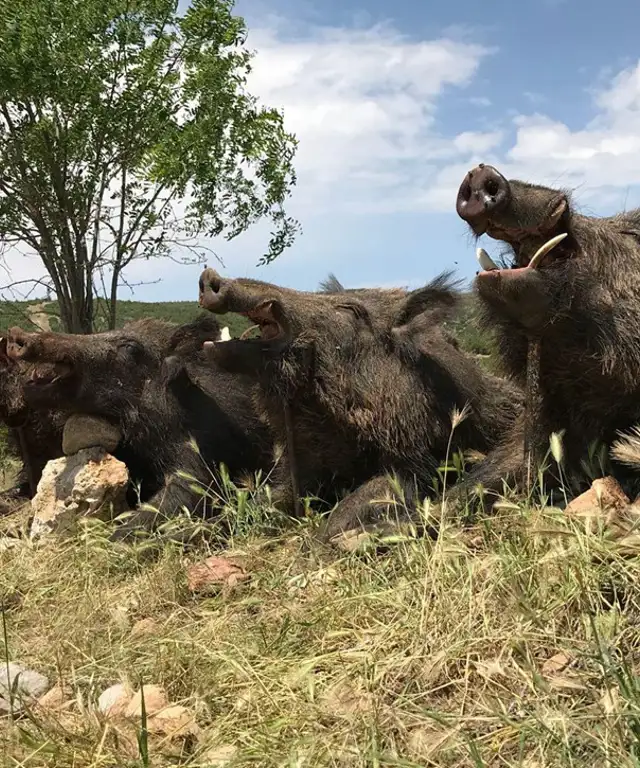 Drømmer du om at nedlægge en stor keiler?