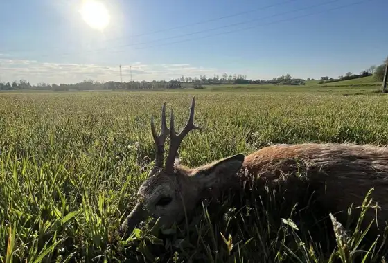 373325568 1056088629023955 7264404407870044742 N