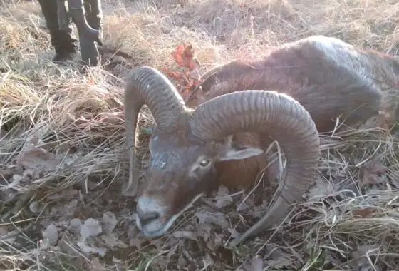 329261057 1581831778955033 4443285431624670252 N