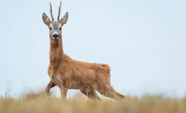 Bukkejagts Billeder Til SOME (5)
