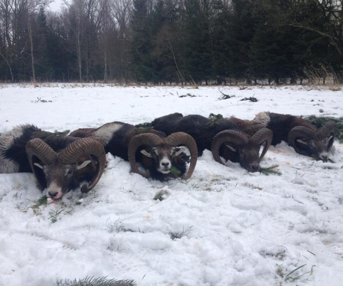 Skærmbillede 2025 02 27 161857