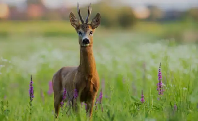 Skærmbillede 2024 07 24 202329