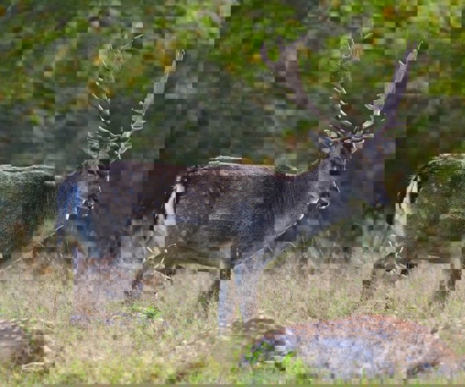 Fallow Deer 7745515 1280