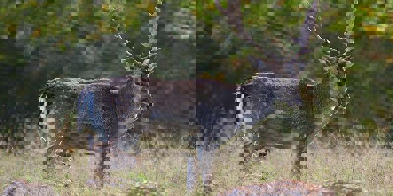Fallow Deer 7745515 1280