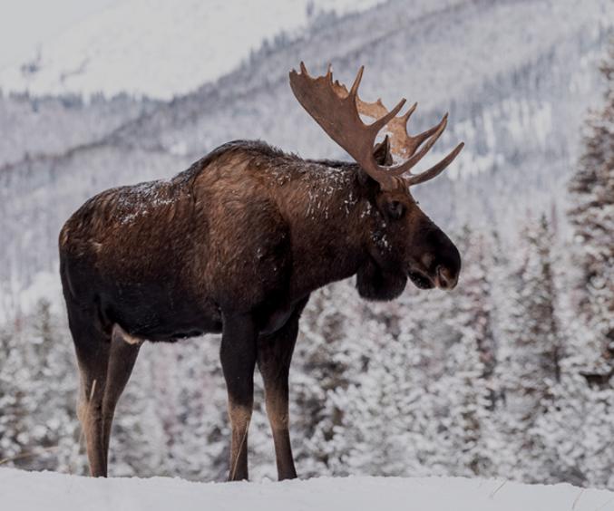 Skærmbillede 2024 03 05 151141
