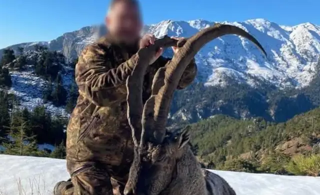 Bezoar ibex