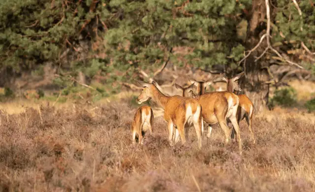 Skærmbillede 2024 10 24 104330 Min