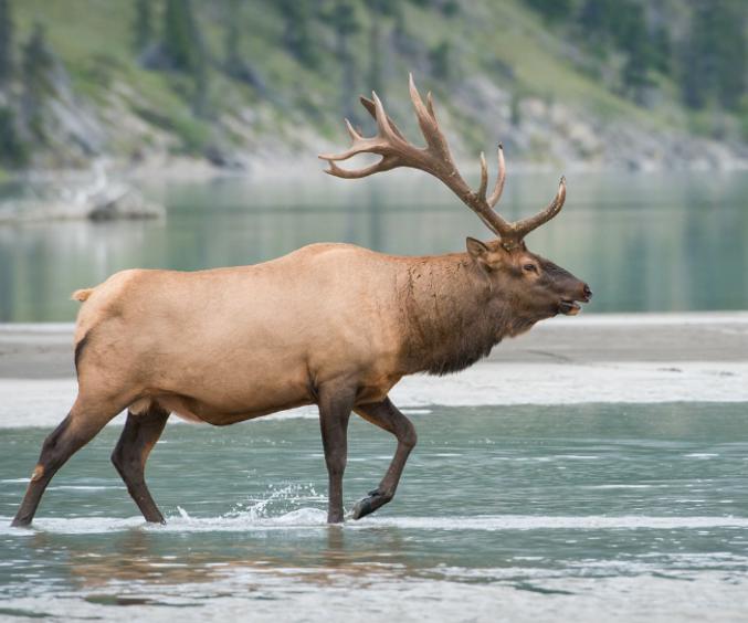 Skærmbillede 2024 07 03 110720