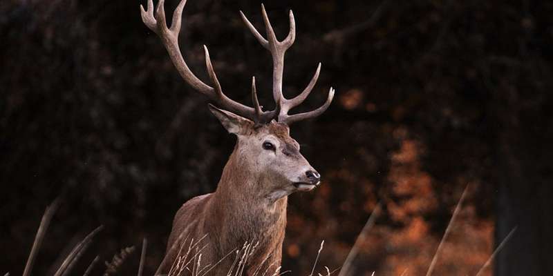 Red Deer 4551678 1280