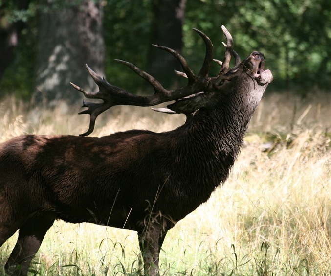 Deer 3749891 1280