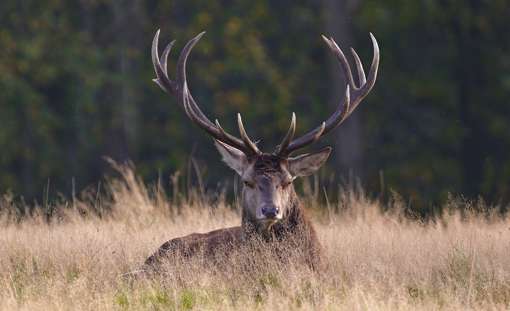 Red Deer Gae00adccc 1920