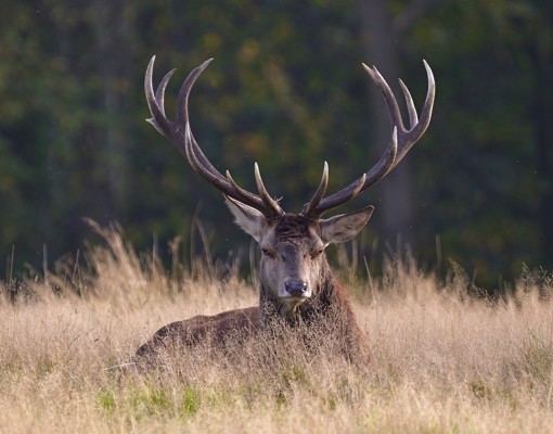 Red Deer Gae00adccc 1920