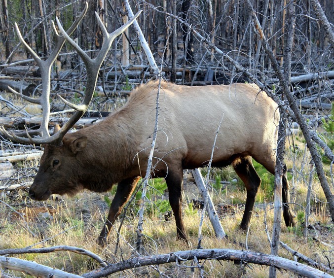Wapiti Deer 2520870 1280