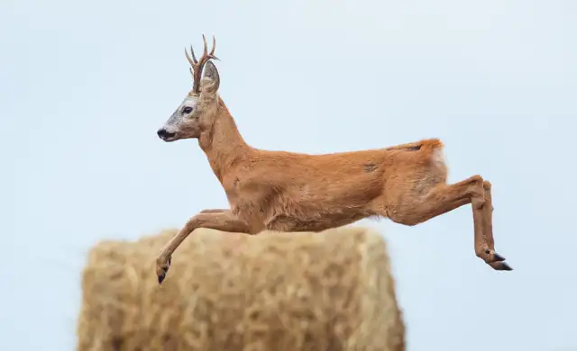 Bukkejagts Billeder Til SOME (7)