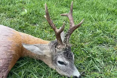 375029816 1056088659023952 4634399798431416210 N