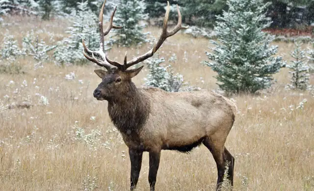 Elk