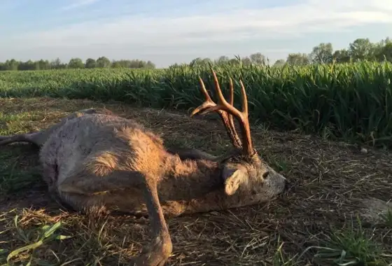 362615696 1029735078325977 6383855248724871492 N