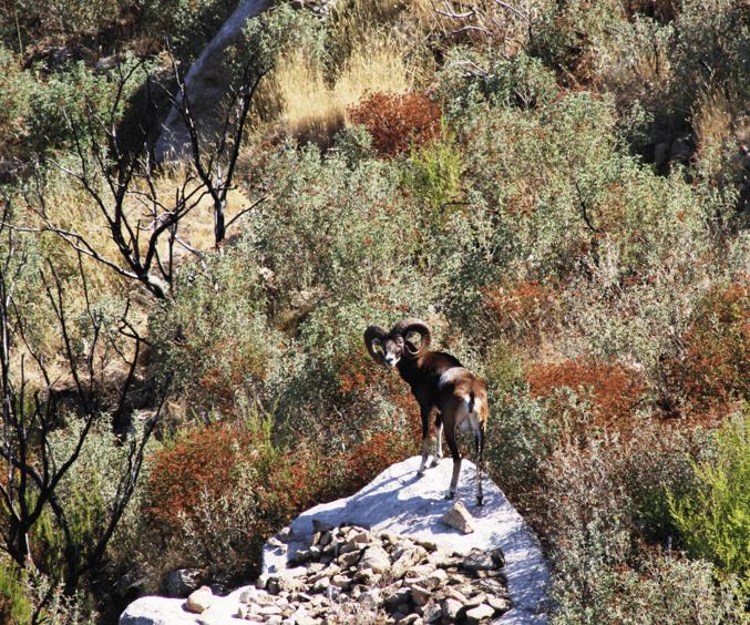 Billeder Hjemmeside Min (1)