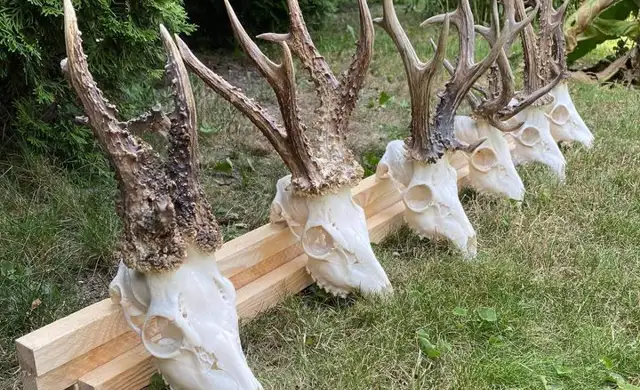 347548542 1019621399337345 1722462353981635482 N