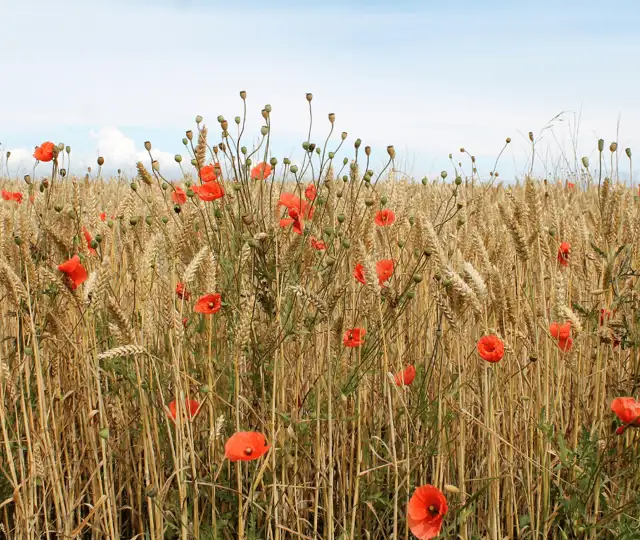 Design Uden Navn (6) Min