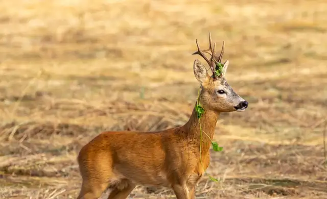 Bukkejagts Billeder Til SOME (1)