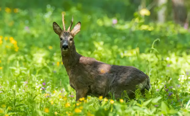 Bukkejagts Billeder Til SOME (11)