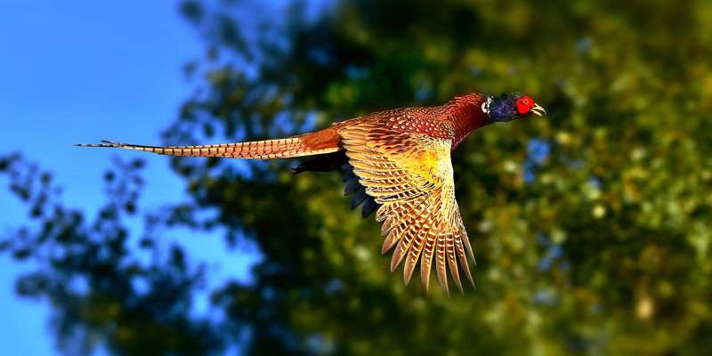 Ring Necked Pheasant 3713163 1280