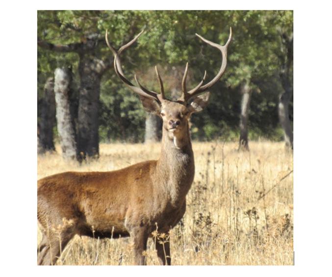 Skærmbillede (685) (1)