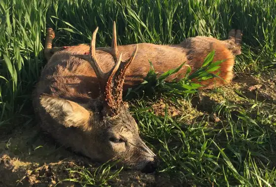 362302074 1029735361659282 7449076052501925854 N