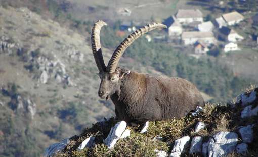 Ibex 4938201 640
