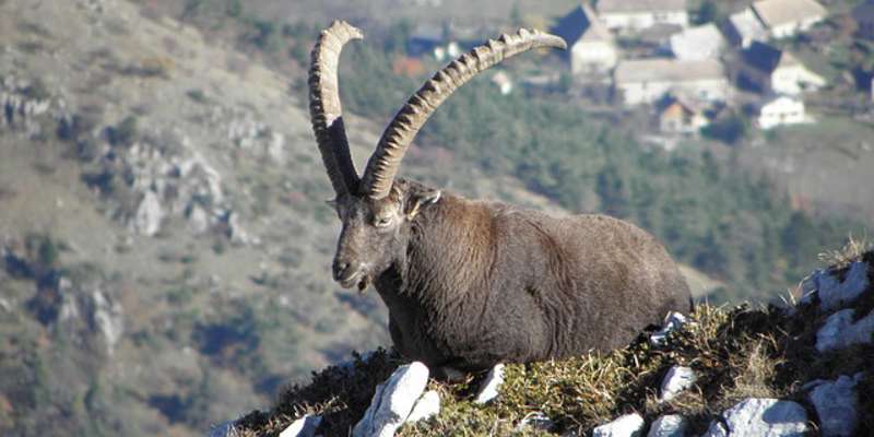 Ibex 4938201 640
