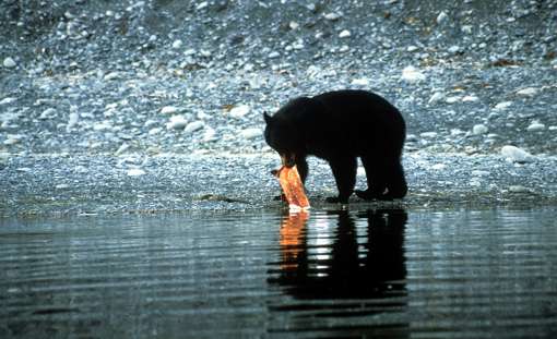 Black Bear 4754950 1280