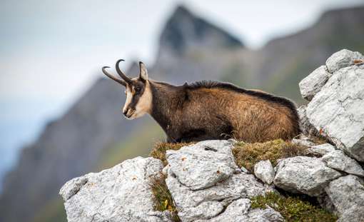 Chamois 4573590 1920