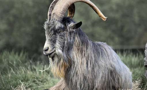 Irish Goat 7429437 1280