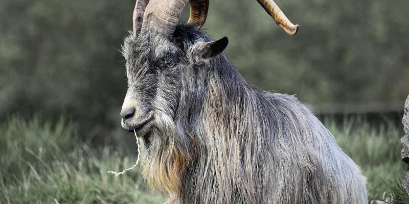Irish Goat 7429437 1280