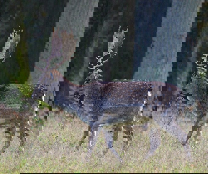 Deer 7604966 1280