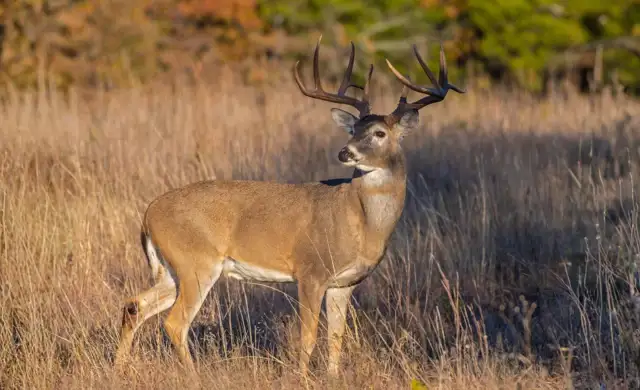 White-tailed deer