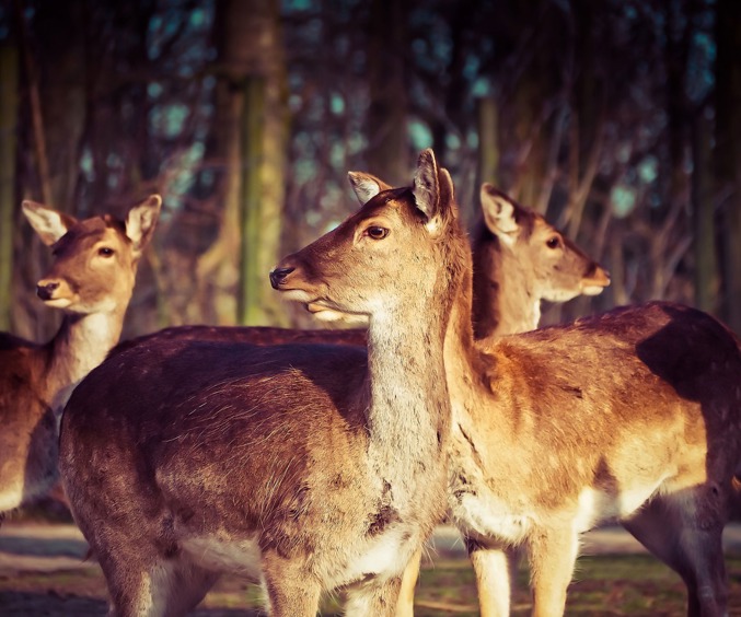 Deer 1229150 1280