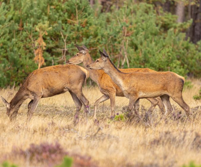Skærmbillede 2024 12 17 151319