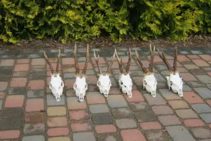 406475560 1113873833245434 3709714407890914633 N