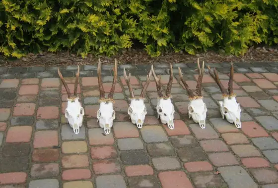 406475560 1113873833245434 3709714407890914633 N