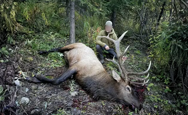 Elk