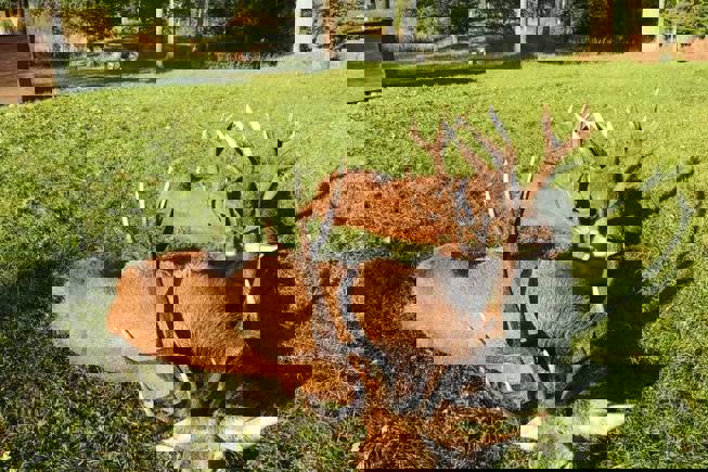 241529898 986797342113257 830790789011217743 N